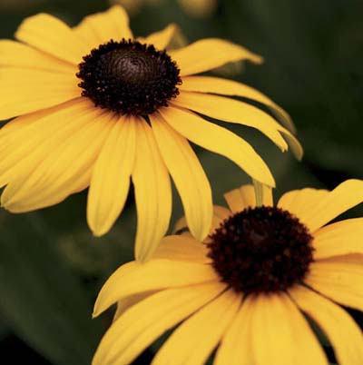 yellow-orange petals and dark brown center disk of the black-eyed susan plant