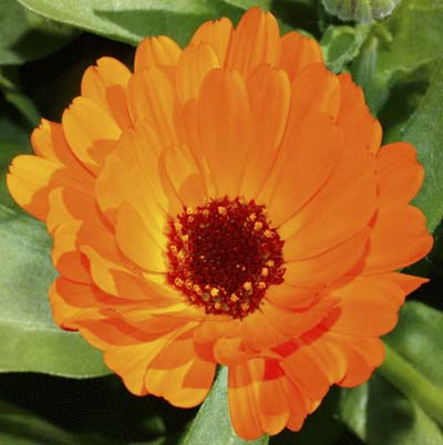 bright orange calendula bloom