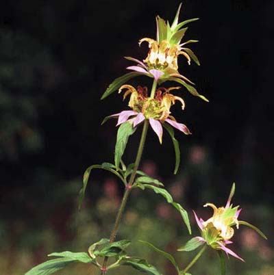 small pink and white blooms of the horsemint plant