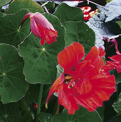 the large scarlet blooms and deep green large round leaves of edible nasturtium