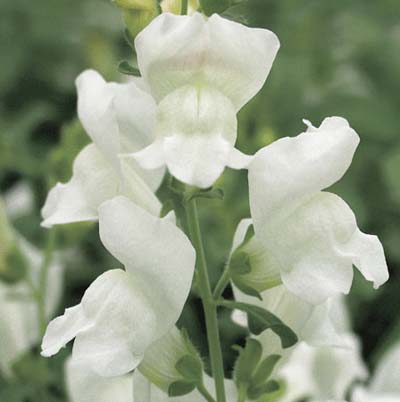 small tubular white blooms of a snapdragon