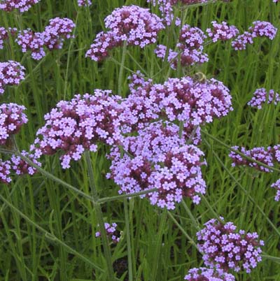 the tiny purple flowers and bright green foliage of purpletop verbena