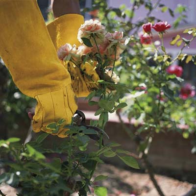 person in work gloves pruning a rose bush