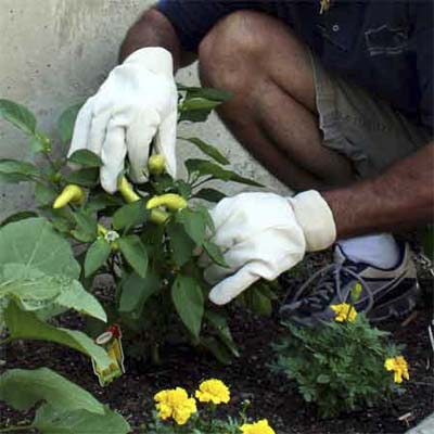 eco-friendly gardening gloves from clean air gardening