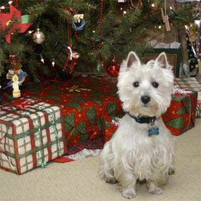 small white dog in front a a decorated christmas tree and presents