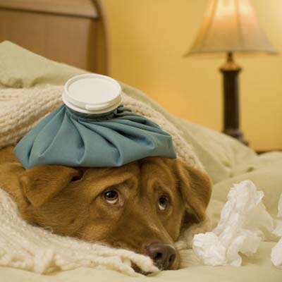 yellow dog lying under a blanket with an ice pack on its head looking sick and sad