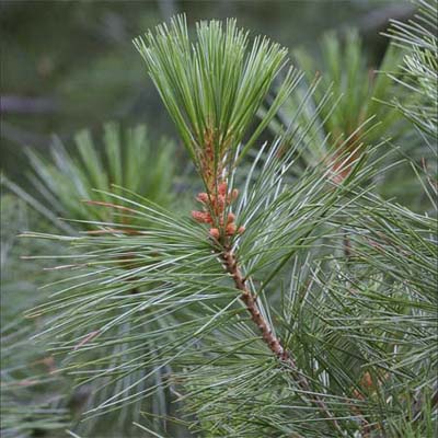 leaves of spruce pine tree
