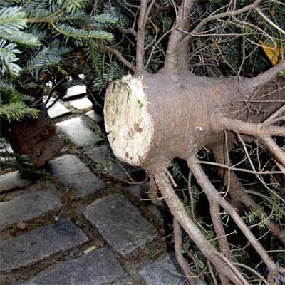 freshly cut christmas tree