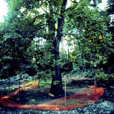 a catalpa tree fenced off for protection at the Carlisle TV Project from 2004