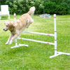 dog jumping over jump bars in yard