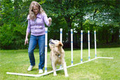 woman helping her dog through weave poles