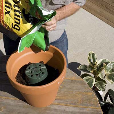 displace dirt in a larger pot