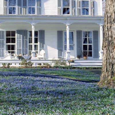 lawn covered in small blue flowers