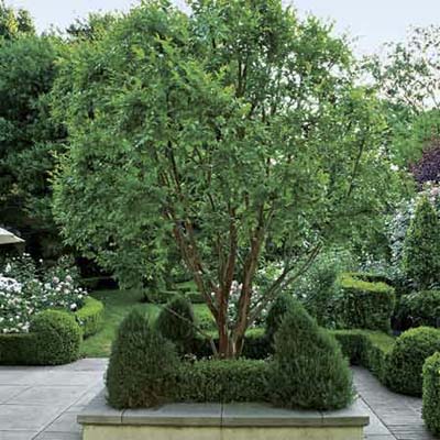 a crepe myrtle tree surrounded by shrub plantings