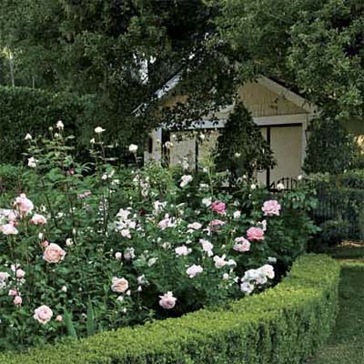 low-cut sheared shrubs hide bloomless legs of rose plants