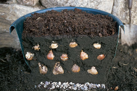 layering bulbs in planters to bloom during spring