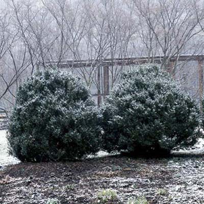 how to winterize shrubs how to winterize shrubs this old house how to winterize shrubs how to winterize shrubs this old house