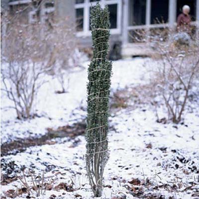 tall narrow shrub wrapped with twine to keep snow and ice from breaking off branches