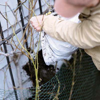 man adding mulch around base of shrubs near house in danger of frost damage