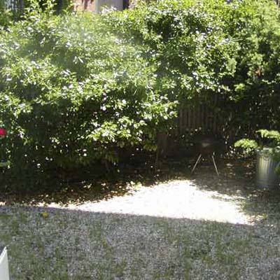 green and wild garden before a transformation