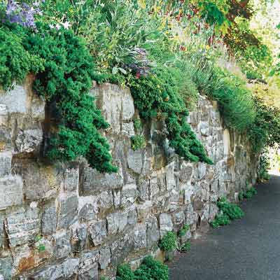 a retaining wall with Japanese garden junipers hanging over the edge
