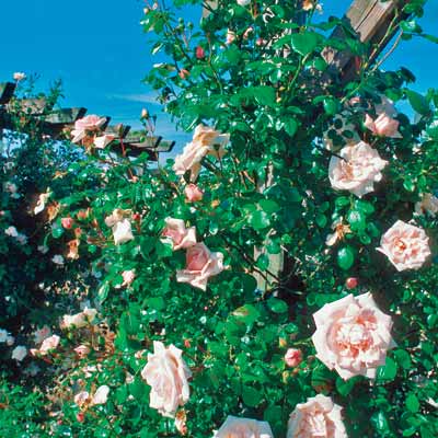 a retaining wall with 'New Dawn' climbing roses