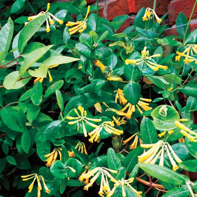 a retaining wall with Trumpet honeysuckle