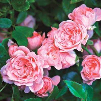 a retaining wall with fairy rose