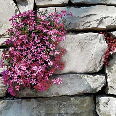a retaining wall with creeping phlox