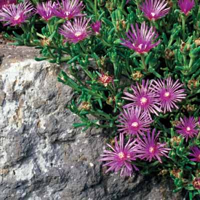 a retaining wall with ice plants