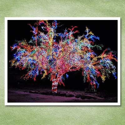 magic crab apple christmas tree 