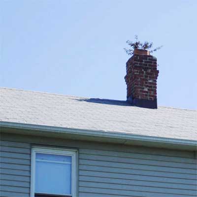 plant or tree growth sticking out of a roof's chimney