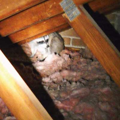 a raccoon seen in the rafters of an attic