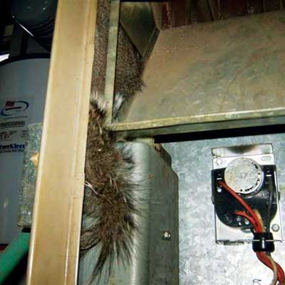 a squirrel stuck in the furnace cabinet between two sections