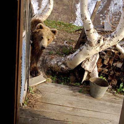 bear sneaking around the back door