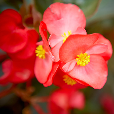 Wax Begonia air cleaning house plant