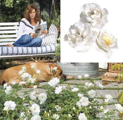 White roses