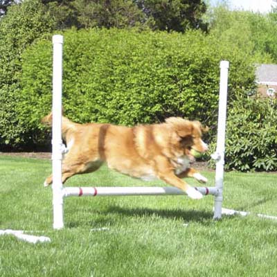 dog jumping over hurdle on agility course
