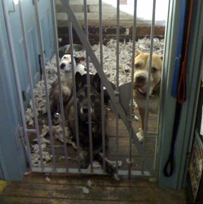 dogs kept safe in puppy pokey