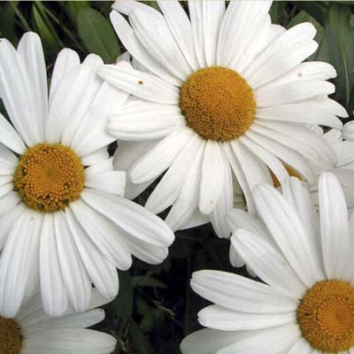 Shasta daisies