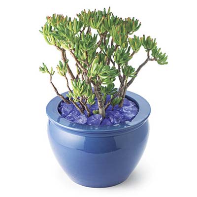potted plant with shimmering sea glass laid over soil