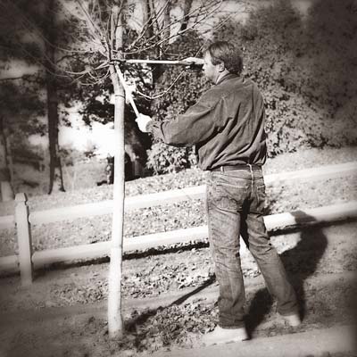 man pruning tree