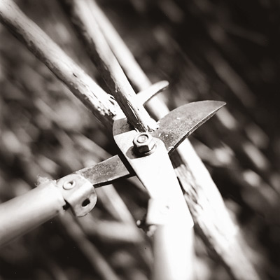 hands and pruner lopping branch
