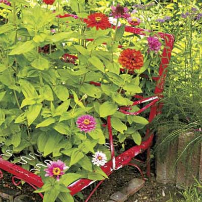 old metal garden furniture used as a plant stake or trellis