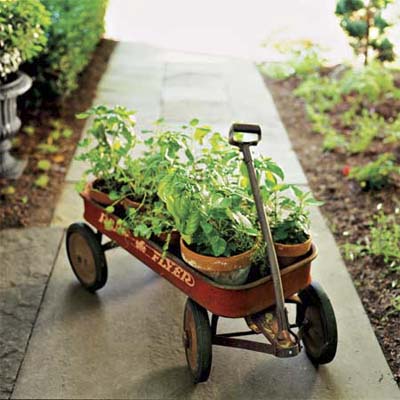 old red wagon holding herb pots