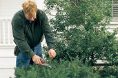 person clipping hedge