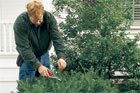 person clipping hedge