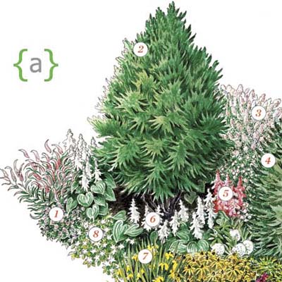 illustration of plants making up this part of the entry garden