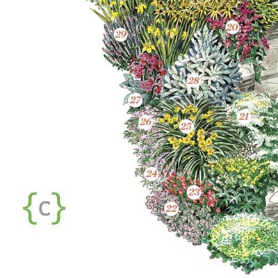 illustration of plants making up this part of the entry garden
