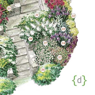 illustration of plants making up this part of the entry garden